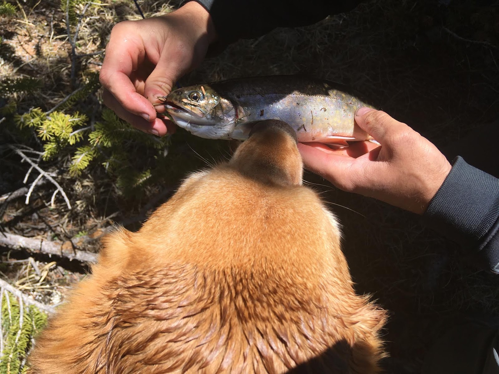 Hiking the Behunin Trail & Meeks Lake Loop, Boulder Mountain