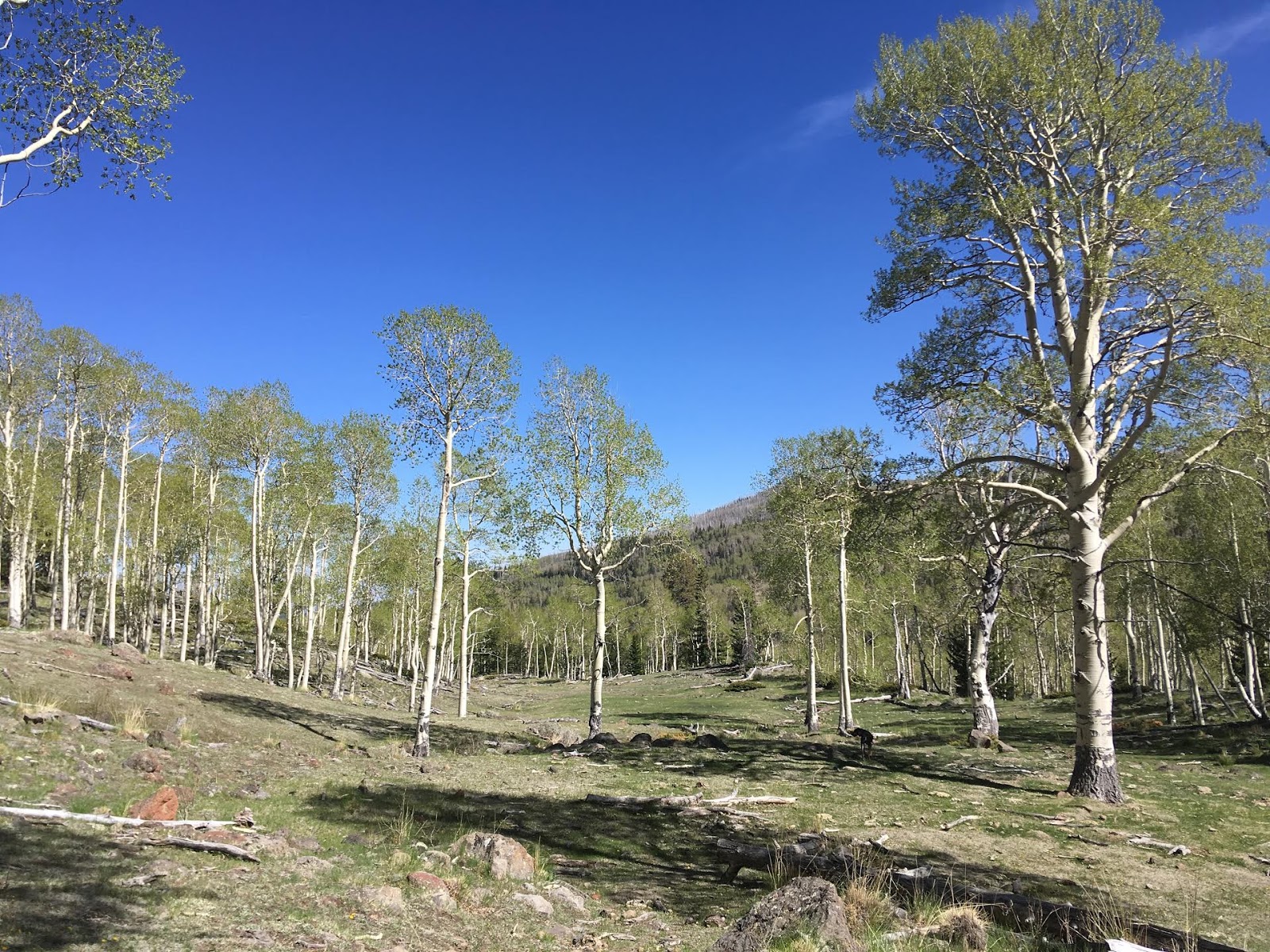 Hiking the Behunin Trail & Meeks Lake Loop, Boulder Mountain