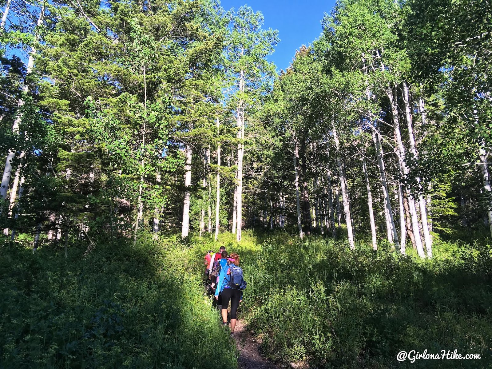 Hiking to Deseret Peak, Utah's Ultra Prominence Peaks, Hiking in Utah with Dogs