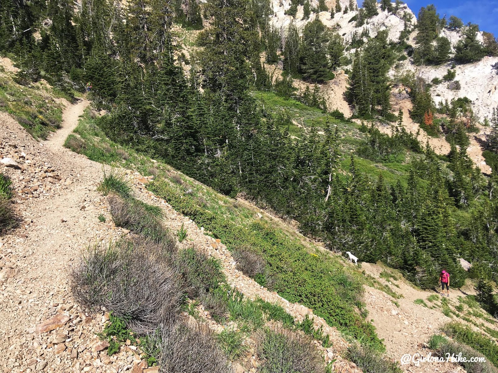 Hiking to Deseret Peak, Utah's Ultra Prominence Peaks, Hiking in Utah with Dogs