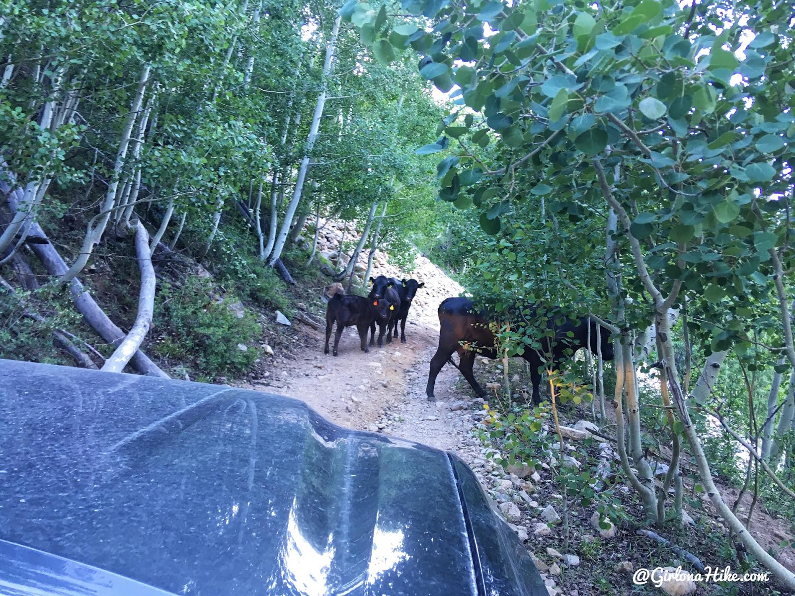 Hiking to Mt. Waas, LaSal Mountains, Grand County High Point, Hiking in Utah with Dogs