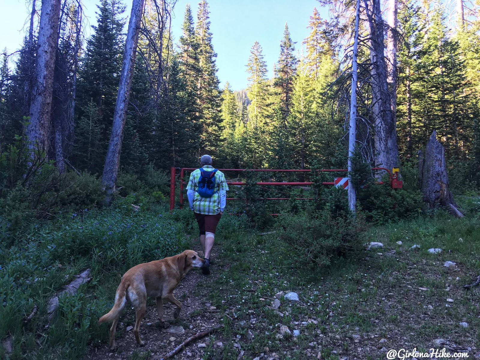 Hiking to Mt. Waas, LaSal Mountains, Grand County High Point, Hiking in Utah with Dogs