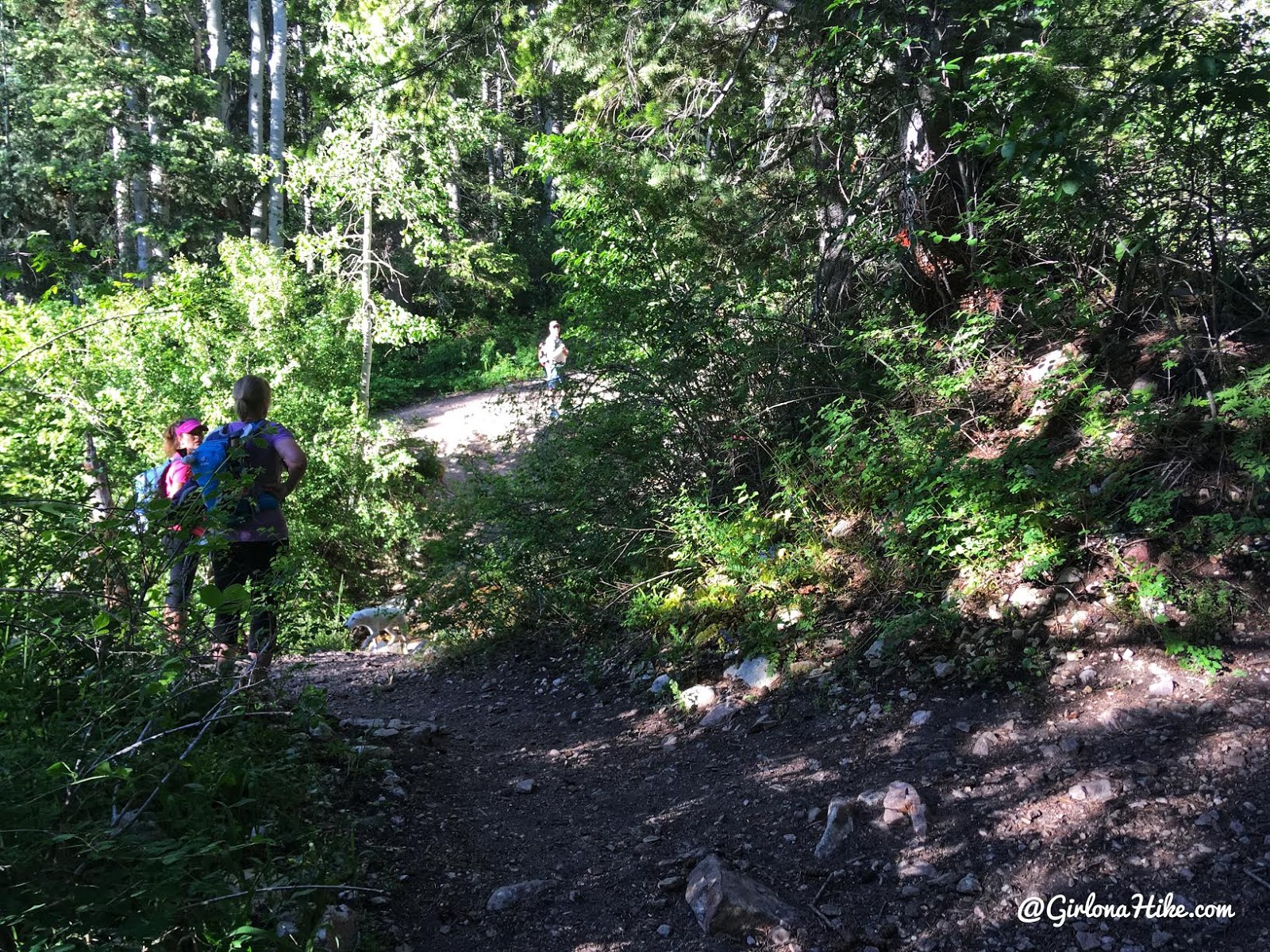 Hiking to Deseret Peak, Utah's Ultra Prominence Peaks, Hiking in Utah with Dogs