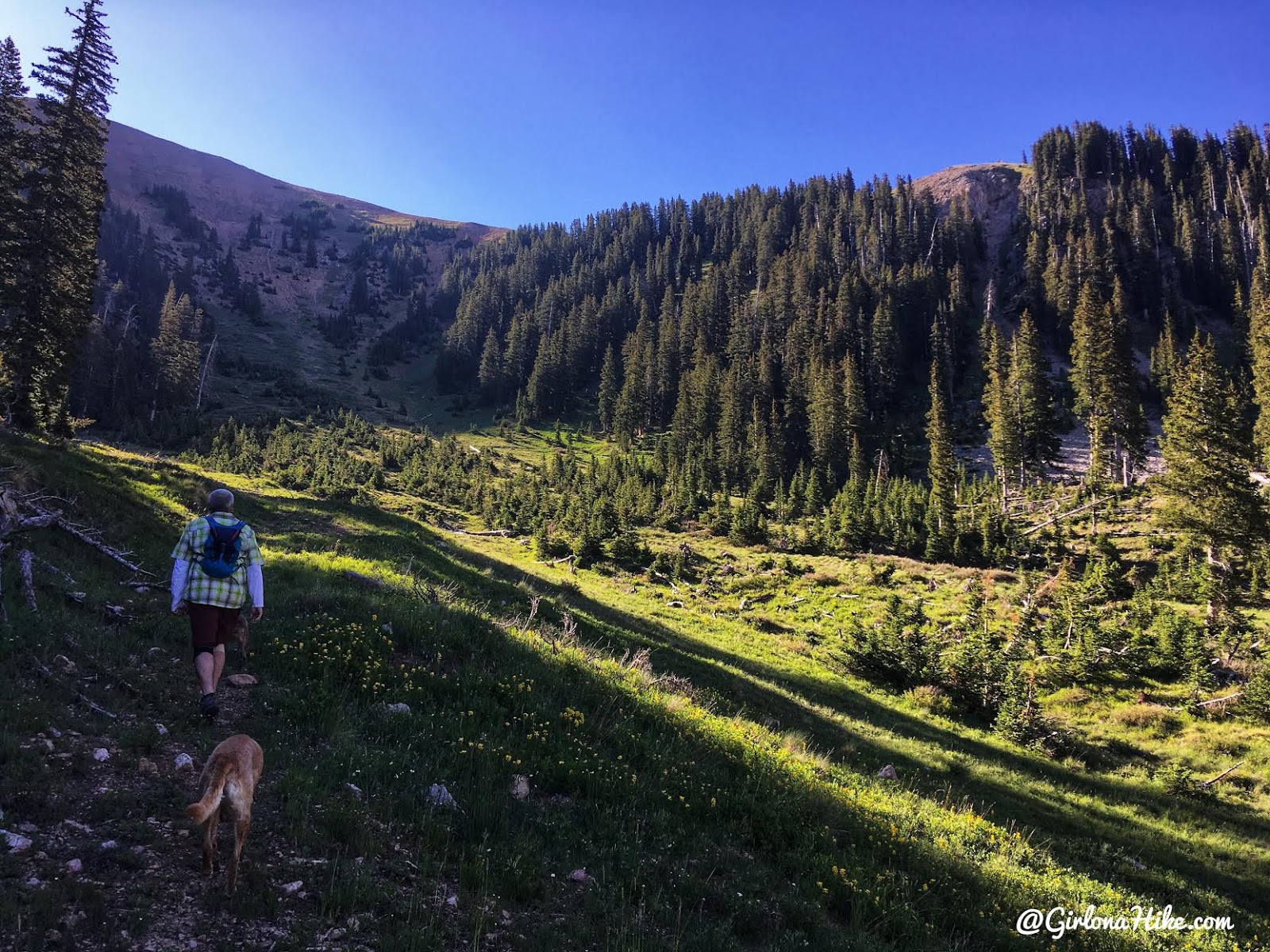 Hiking to Mt. Waas, LaSal Mountains, Grand County High Point, Hiking in Utah with Dogs