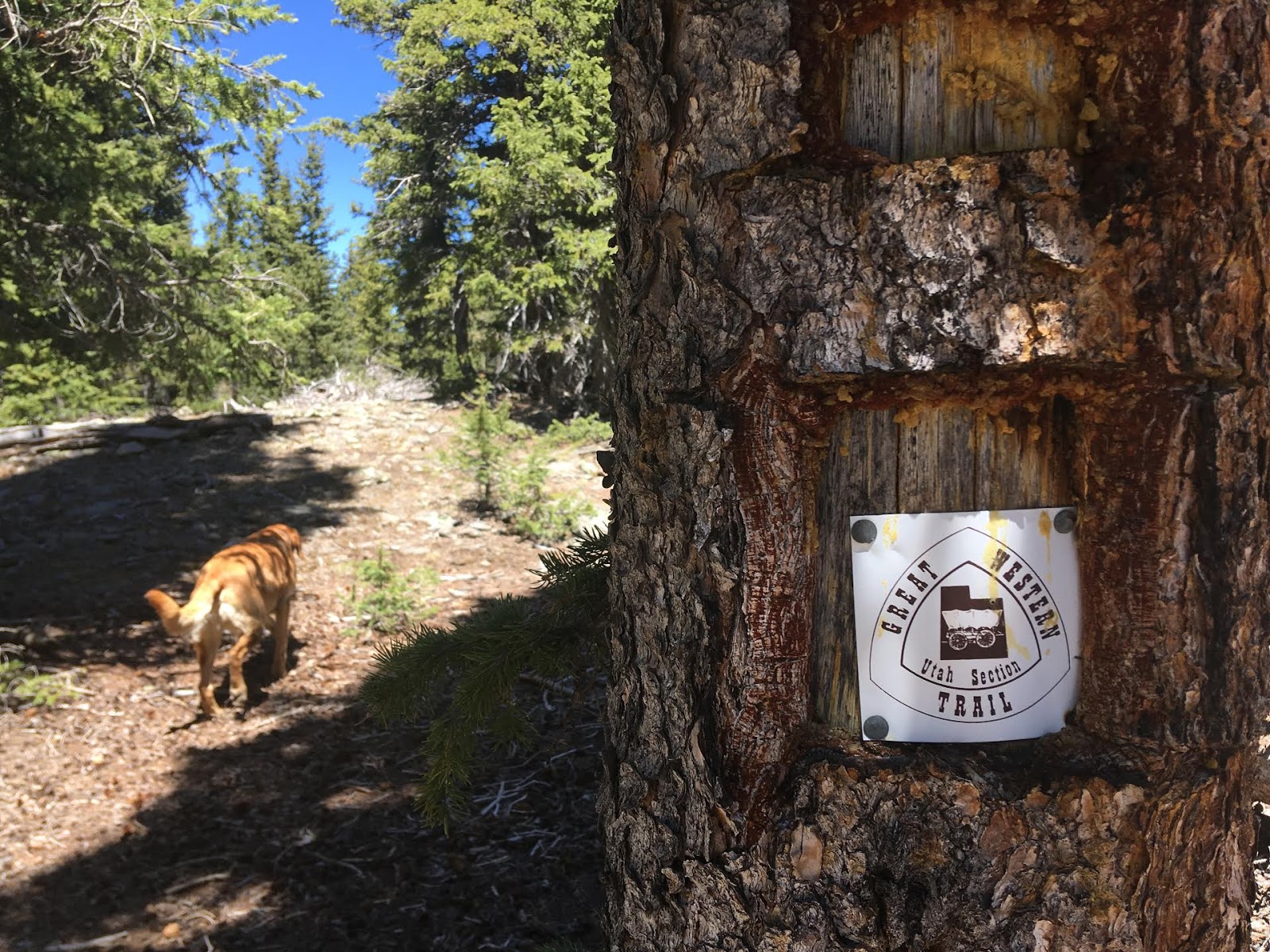 Hiking the Behunin Trail & Meeks Lake Loop, Boulder Mountain