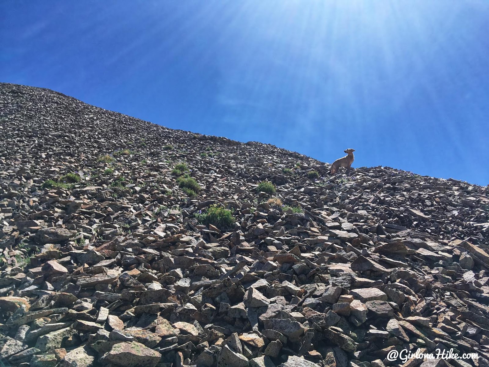 Hiking to Mt. Waas, LaSal Mountains, Grand County High Point, Hiking in Utah with Dogs