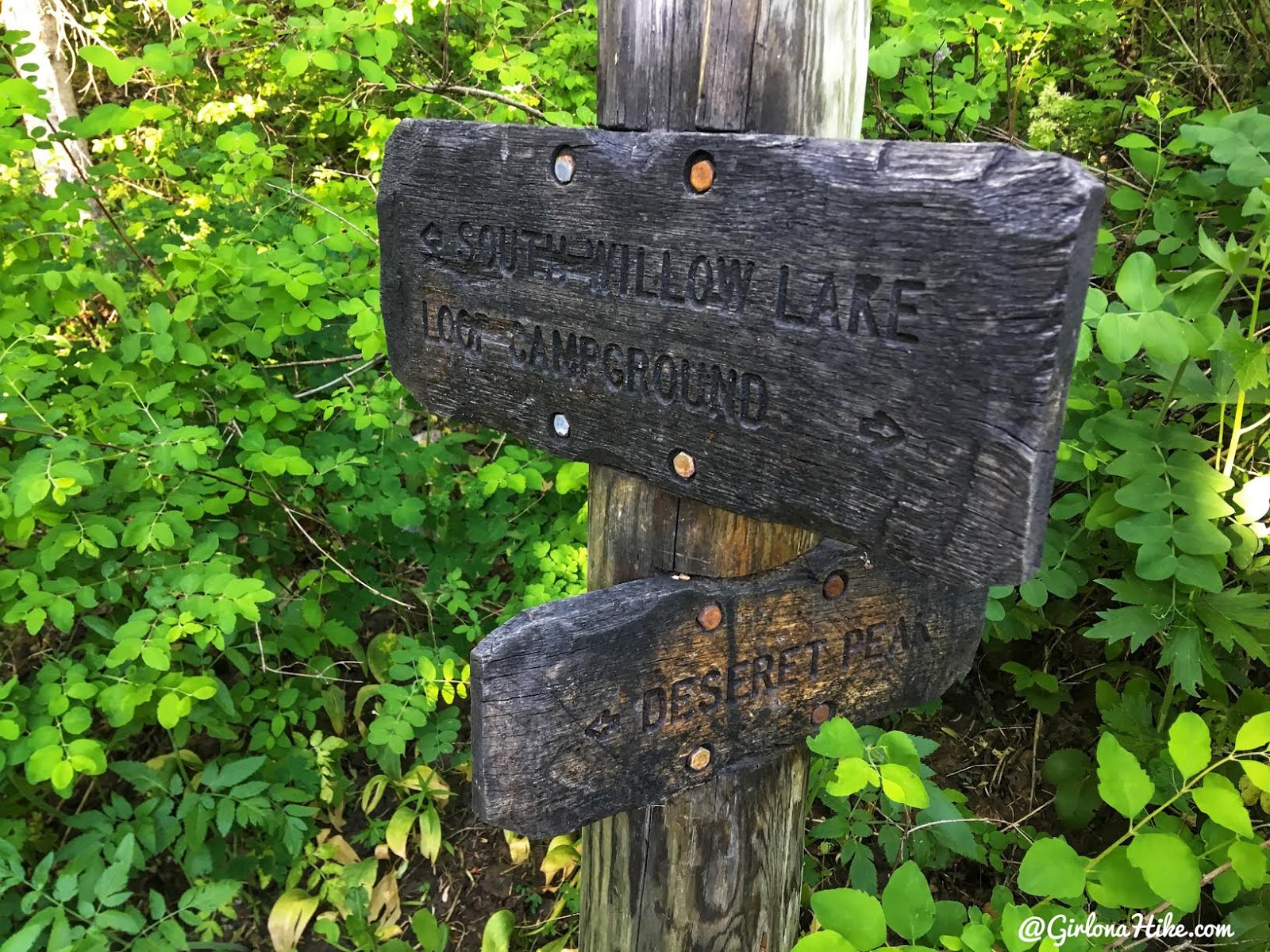 Hiking to Deseret Peak, Utah's Ultra Prominence Peaks, Hiking in Utah with Dogs