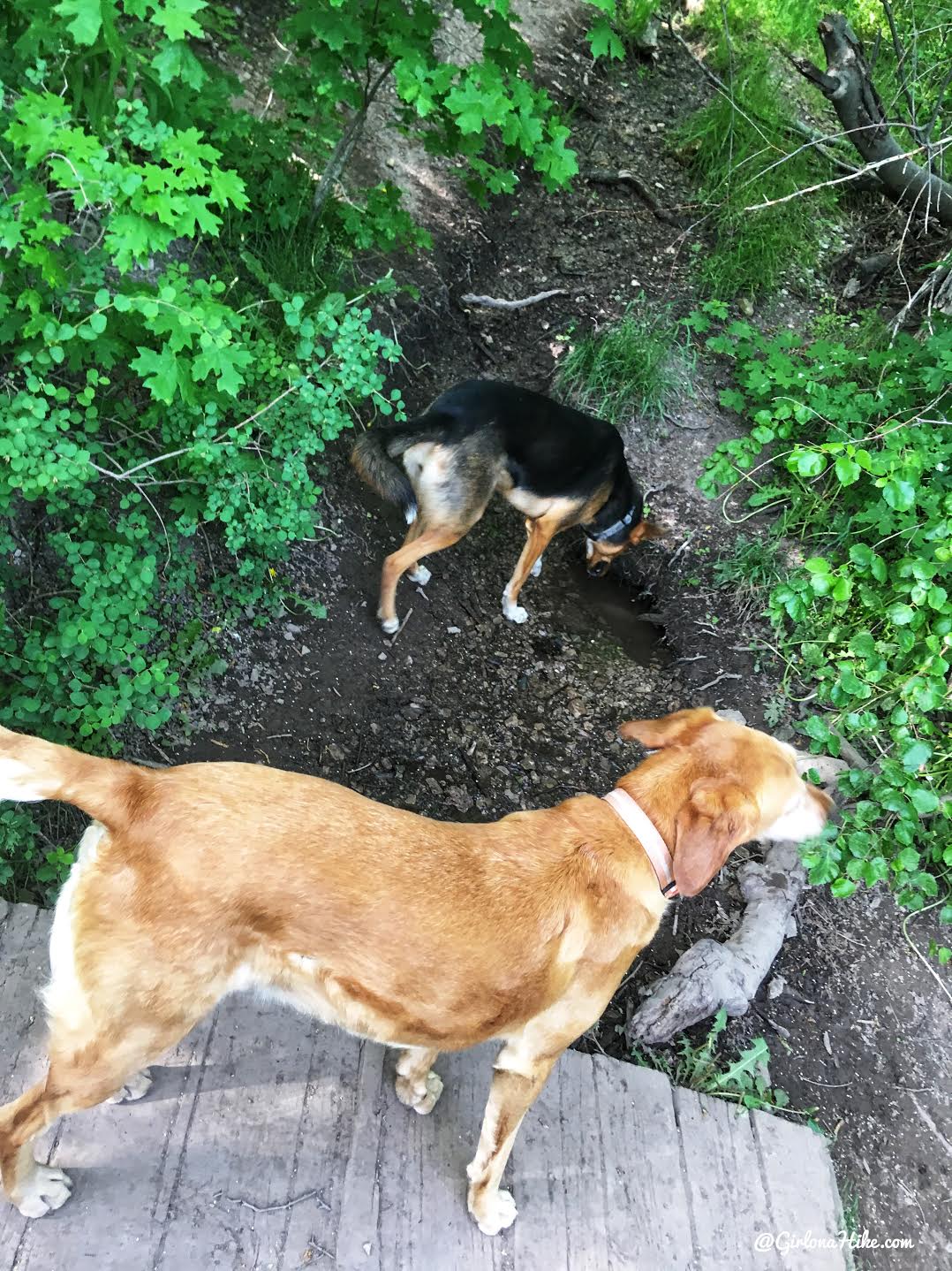 Hiking to Church Fork Peak, Milcreek Canyon