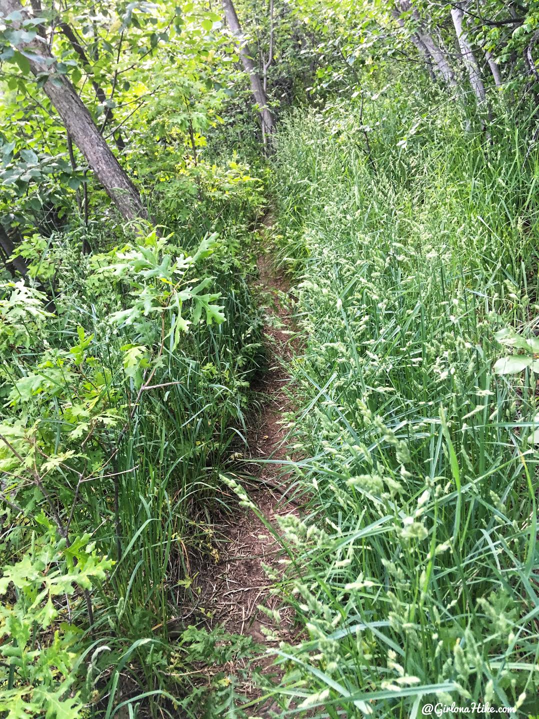 Hiking to Church Fork Peak, Milcreek Canyon