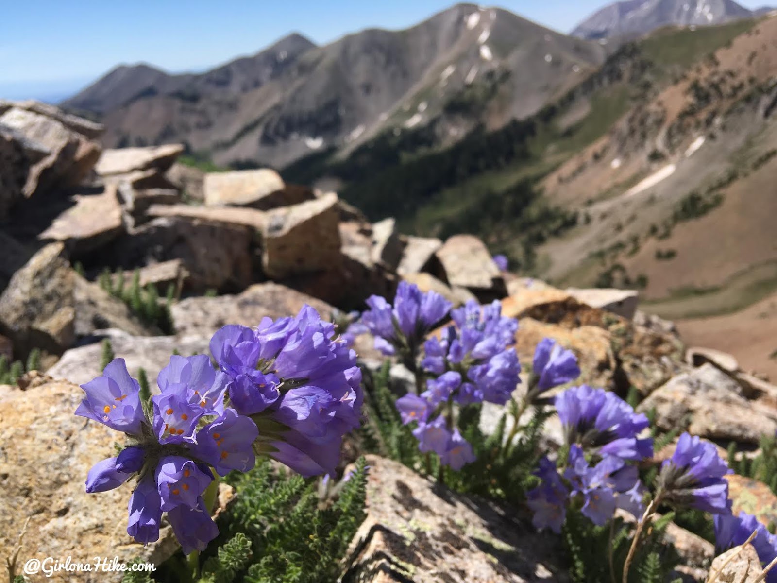 Hiking to Mt. Waas, LaSal Mountains, Grand County High Point, Hiking in Utah with Dogs