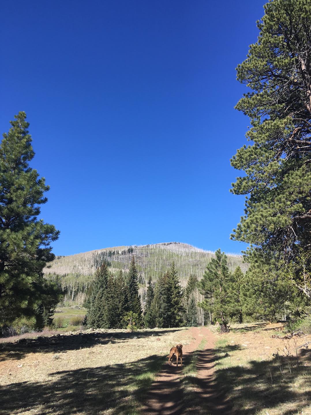 Hiking the Behunin Trail & Meeks Lake Loop, Boulder Mountain