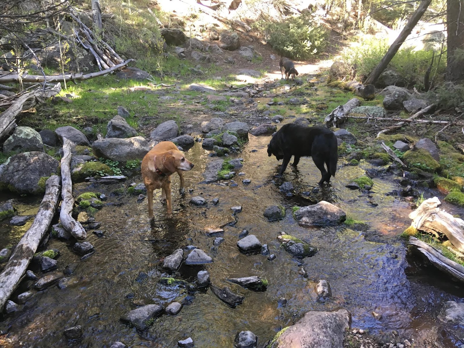 Hiking the Behunin Trail & Meeks Lake Loop, Boulder Mountain