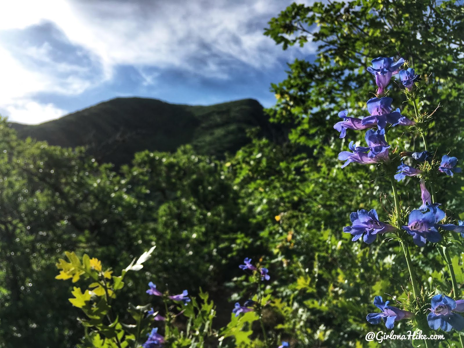 Hiking to Church Fork Peak, Milcreek Canyon