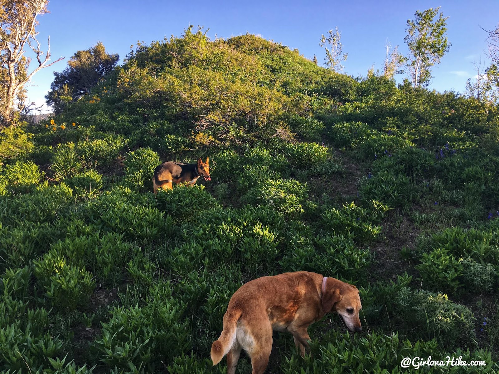 Hiking to Church Fork Peak, Milcreek Canyon