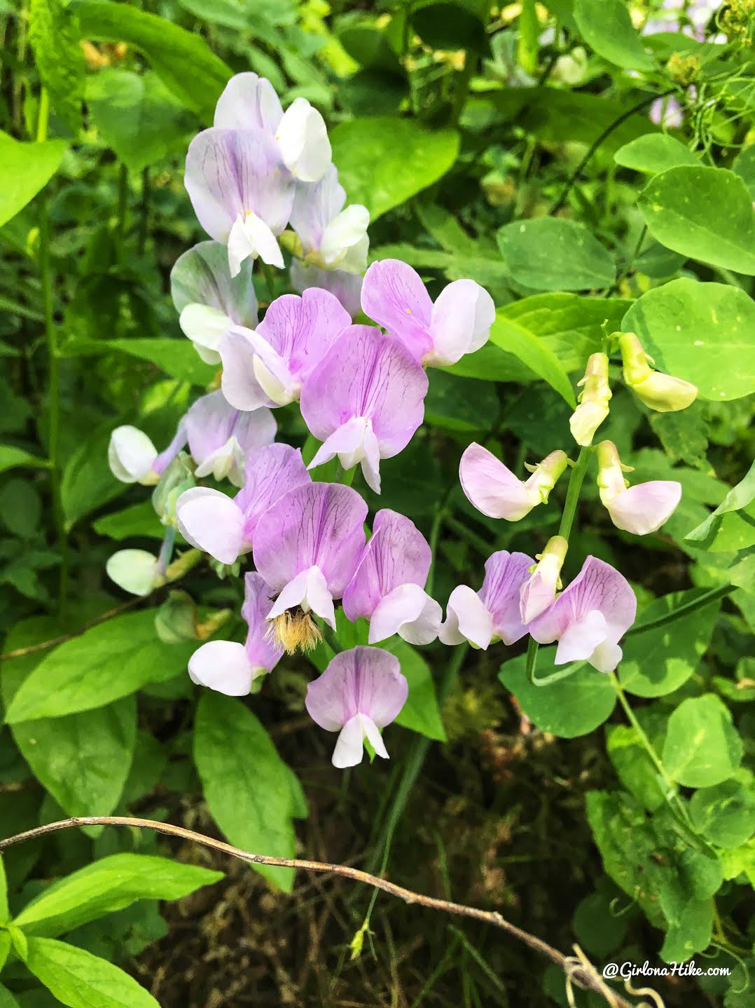 Hiking to Church Fork Peak, Milcreek Canyon