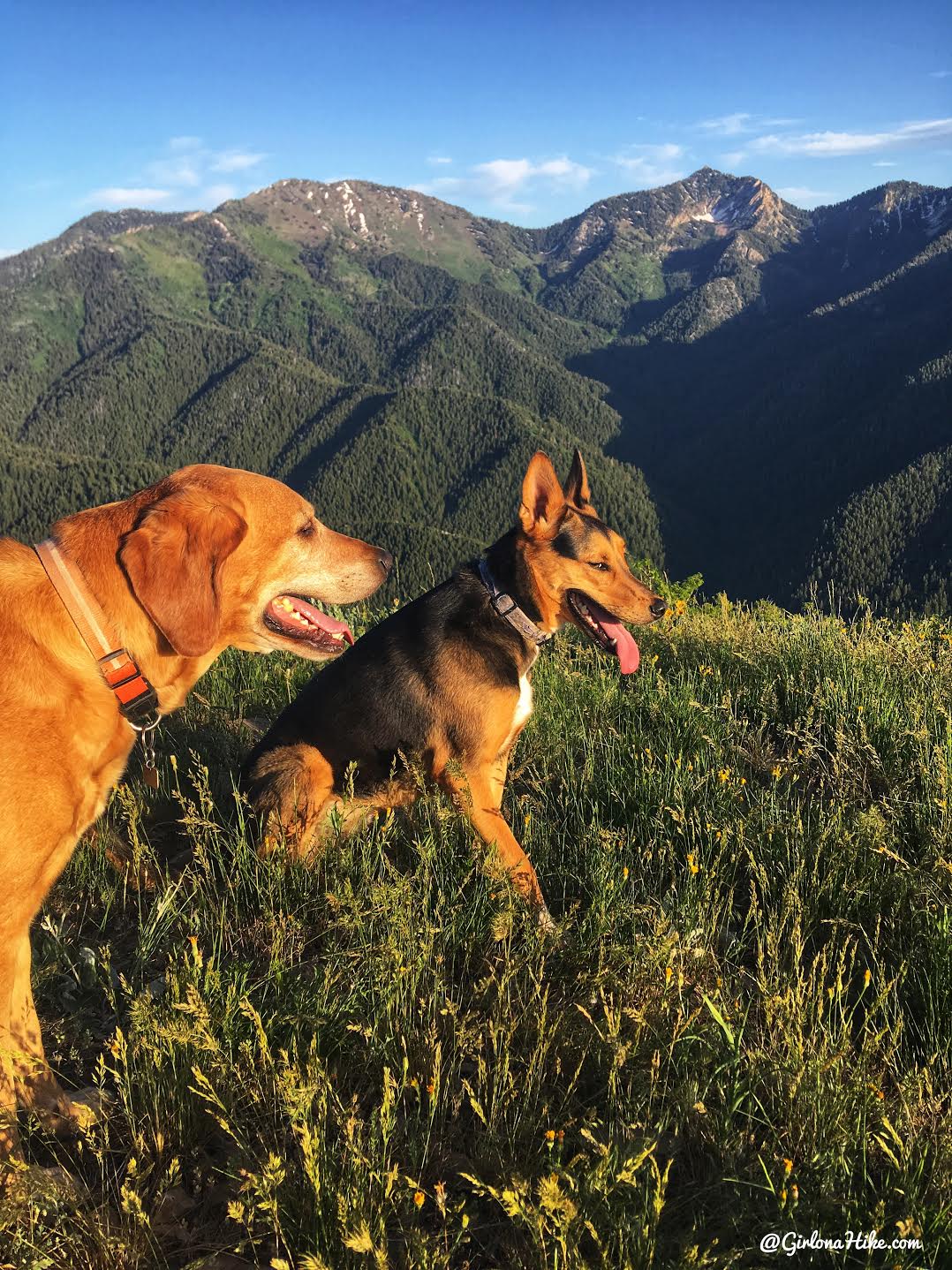 Hiking to Church Fork Peak, Milcreek Canyon