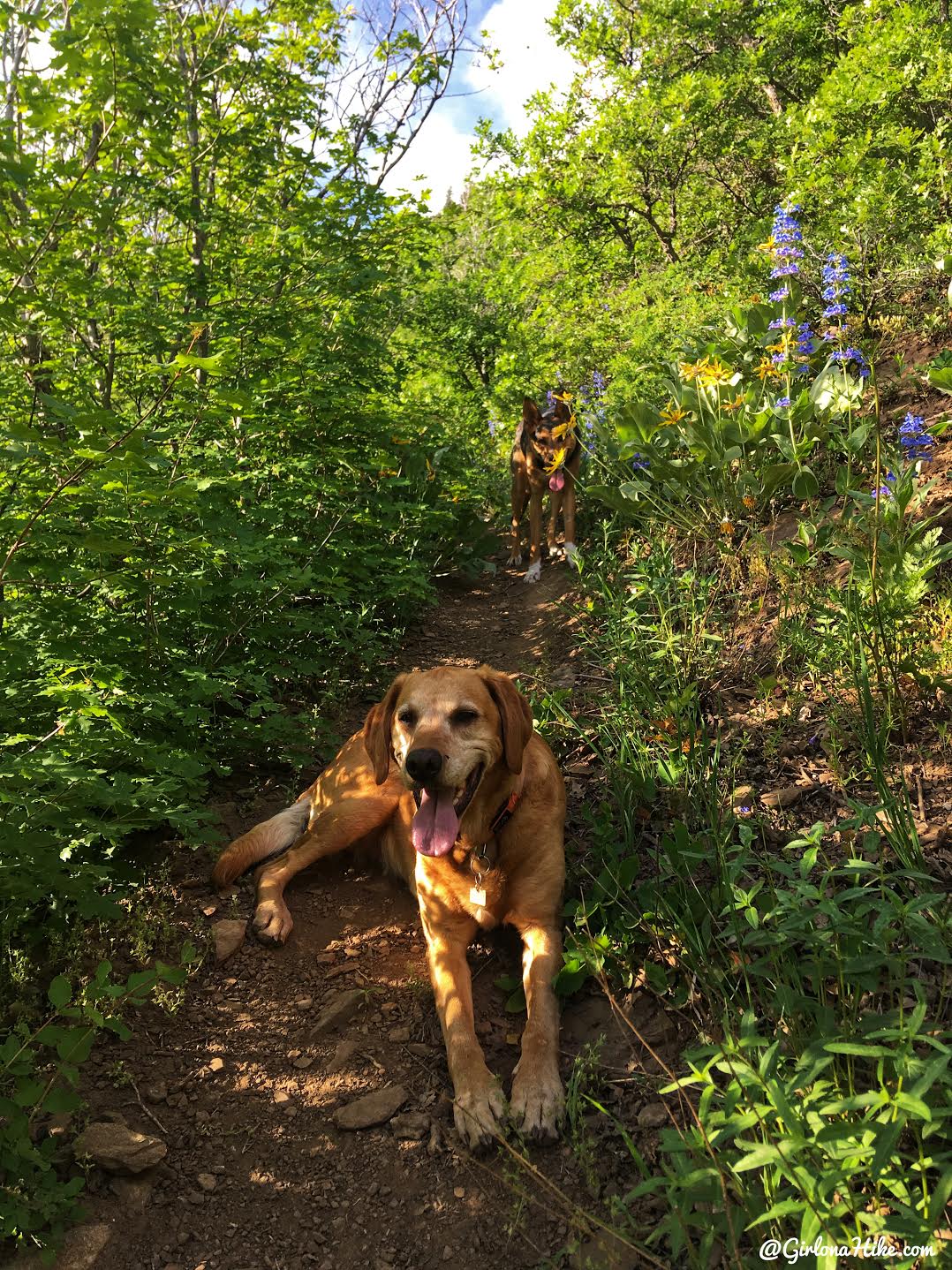 Hiking to Church Fork Peak, Milcreek Canyon