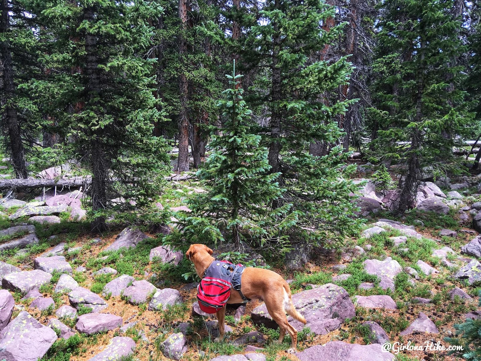 Hiking to Eccentric Benchmark, Uintah/Dagget County High Point