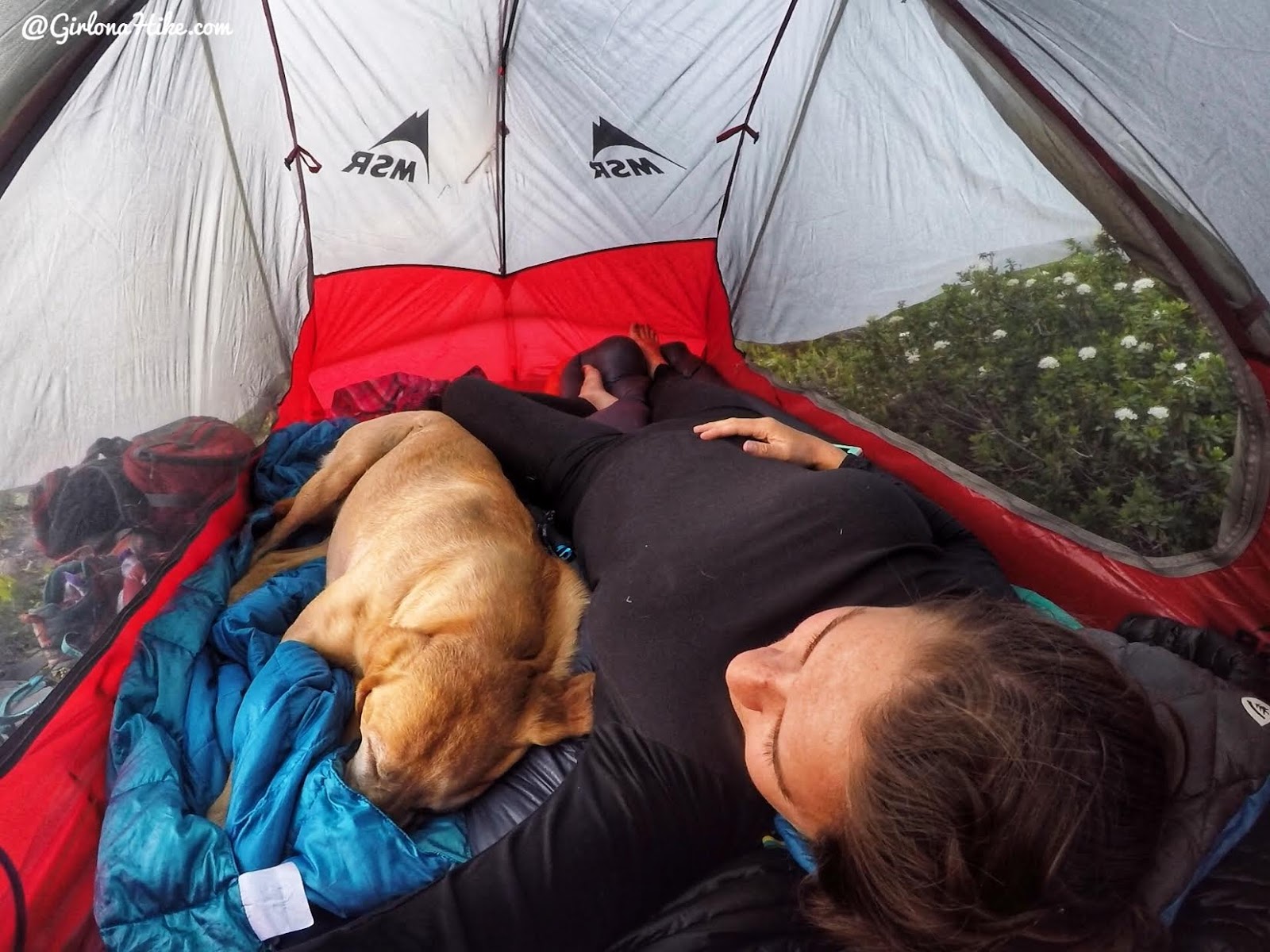 Backpacking the Shingle Creek Trail, Uintas, MSR Freelite 2 with dogs