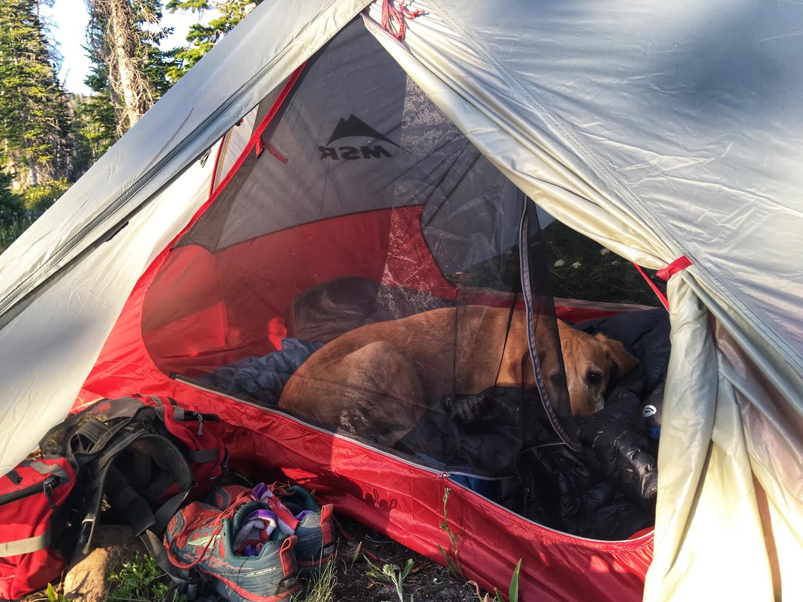 Backpacking the Shingle Creek Trail, Uintas, MSR Freelite 2 with dogs