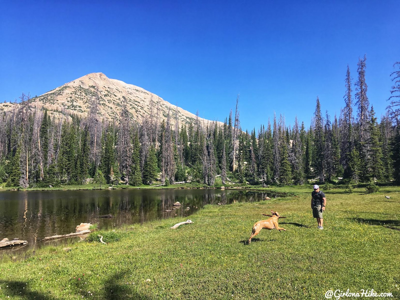 Hiking to Mt. Watson, Uintas, Hiking with dogs in the Uintas, Hiking with dogs in Utah, Hiking in the Uintas