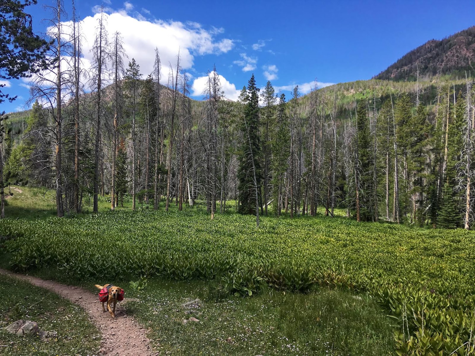 Backpacking to Kermsuh Lake, Uintas Girl on a Hike