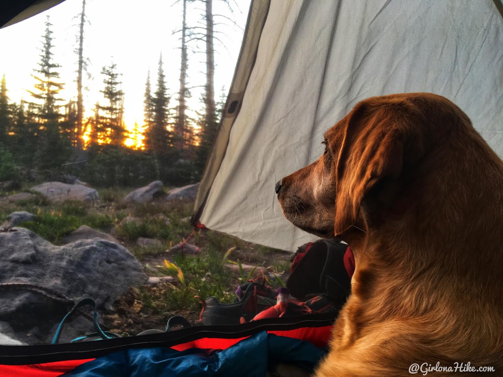 Backpacking the Shingle Creek Trail, Uintas, MSR Freelite 2 with dogs
