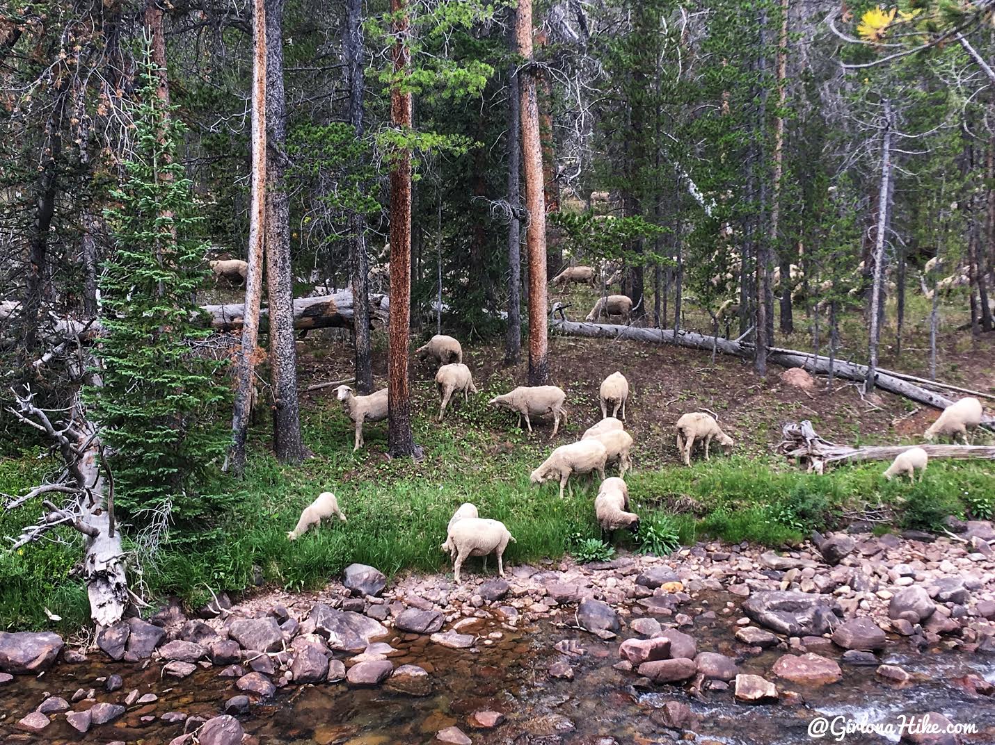 Backpacking to Dead Horse Lake, Uintas