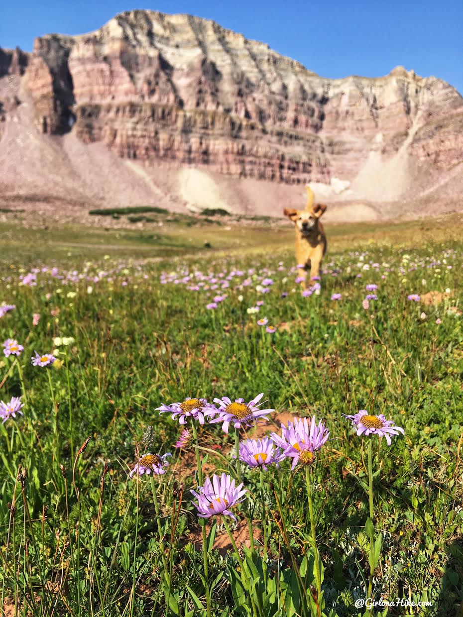 Backpacking to Dead Horse Lake, Uintas