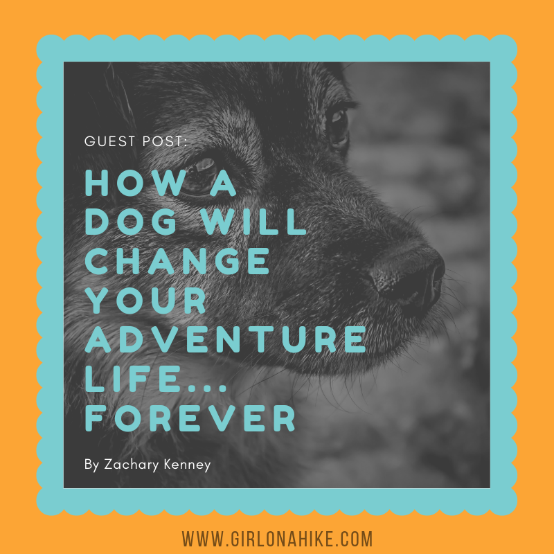 How a Dog Will Change Your Adventure Life... Forever