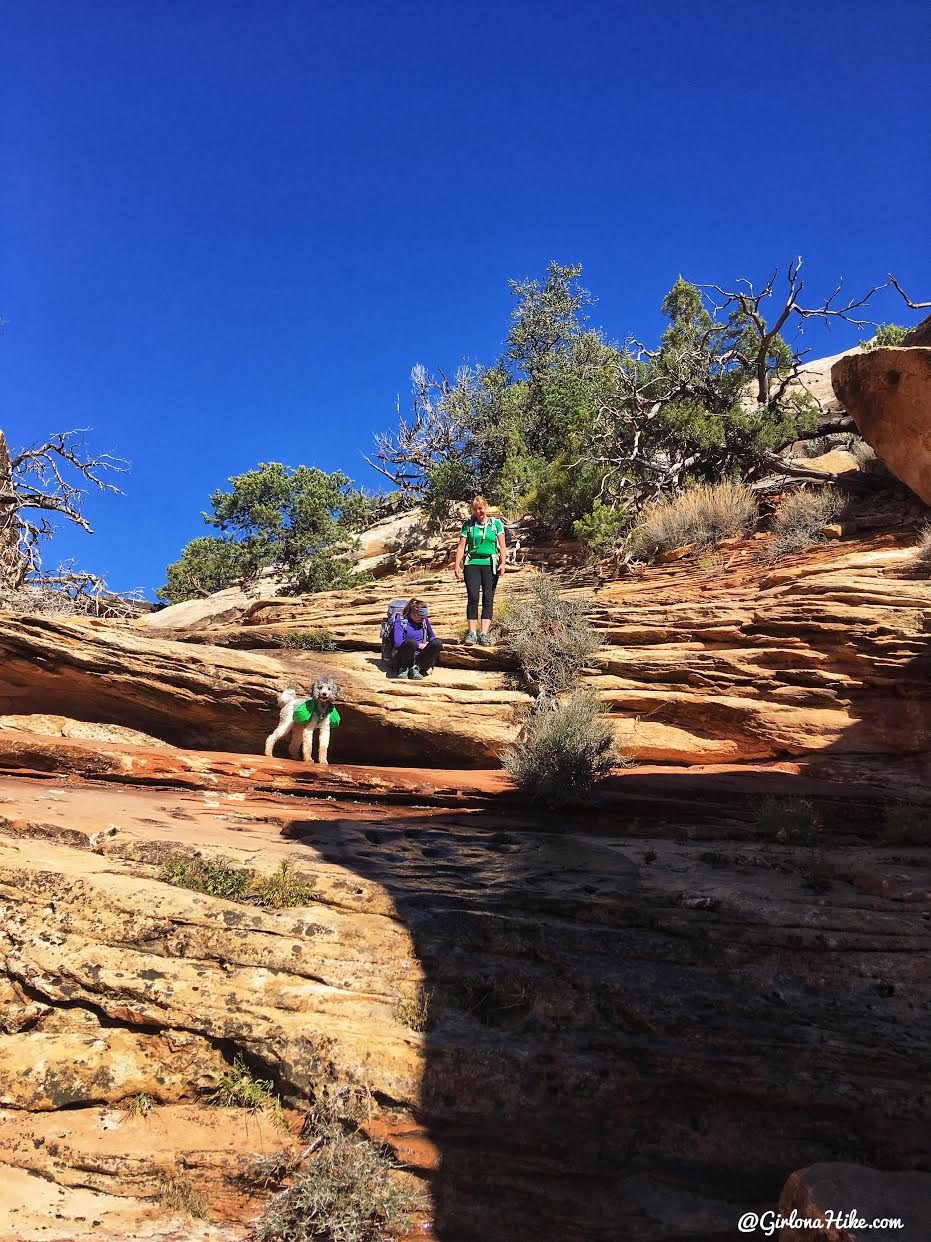 Backpacking Fish & Owl Canyons, Cedar Mesa & Bears Ears National Monument