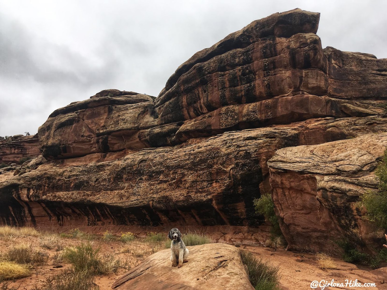 Hiking 7 Mile Canyon, Moab, Hiking Seven Mile Canyon, Moab, Hiking in Moab with Dogs