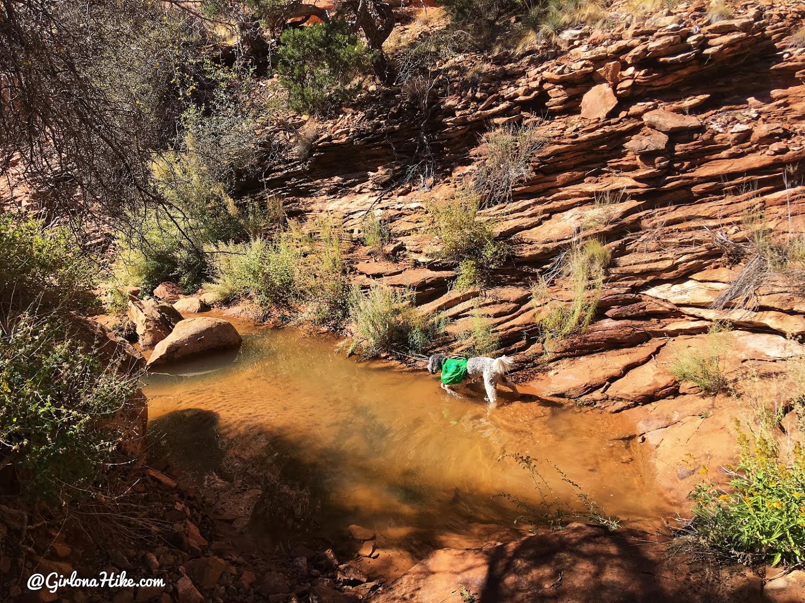 Backpacking Fish & Owl Canyons, Cedar Mesa & Bears Ears National Monument