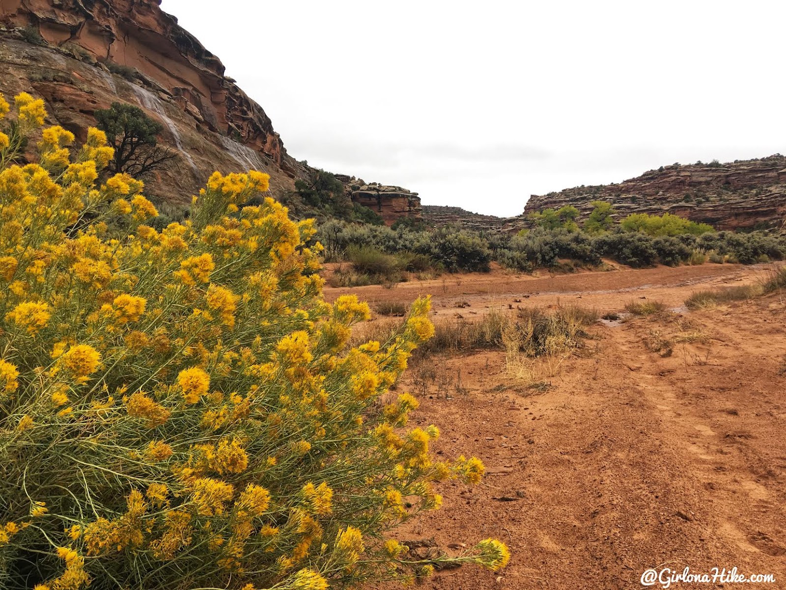 Hiking 7 Mile Canyon, Moab, Hiking Seven Mile Canyon, Moab, Hiking in Moab with Dogs