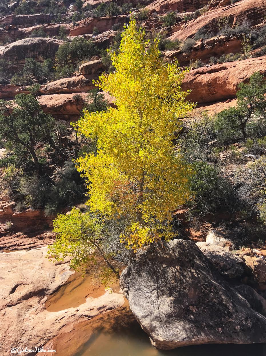 Backpacking Fish & Owl Canyons, Cedar Mesa & Bears Ears National Monument