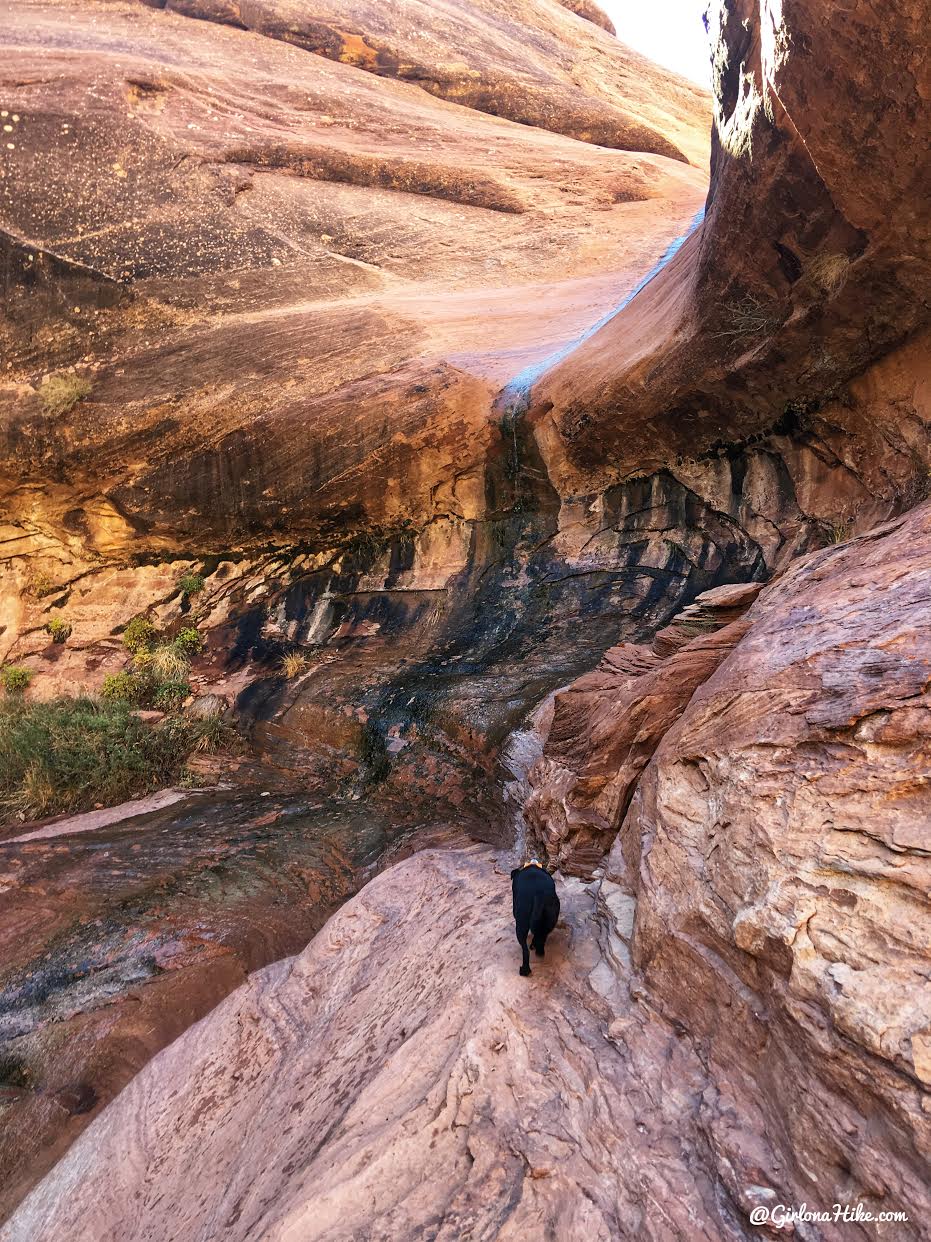 Backpacking Fish & Owl Canyons, Cedar Mesa & Bears Ears National Monument