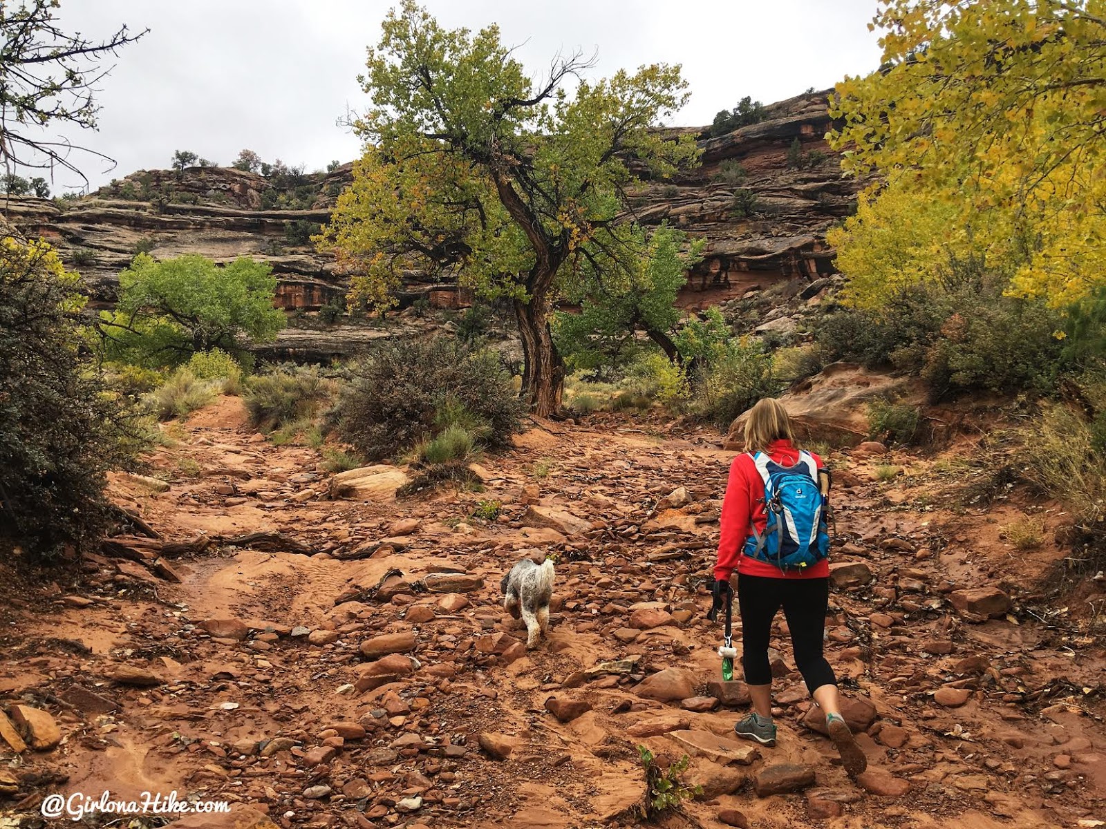 Hiking 7 Mile Canyon, Moab, Hiking Seven Mile Canyon, Moab, Hiking in Moab with Dogs