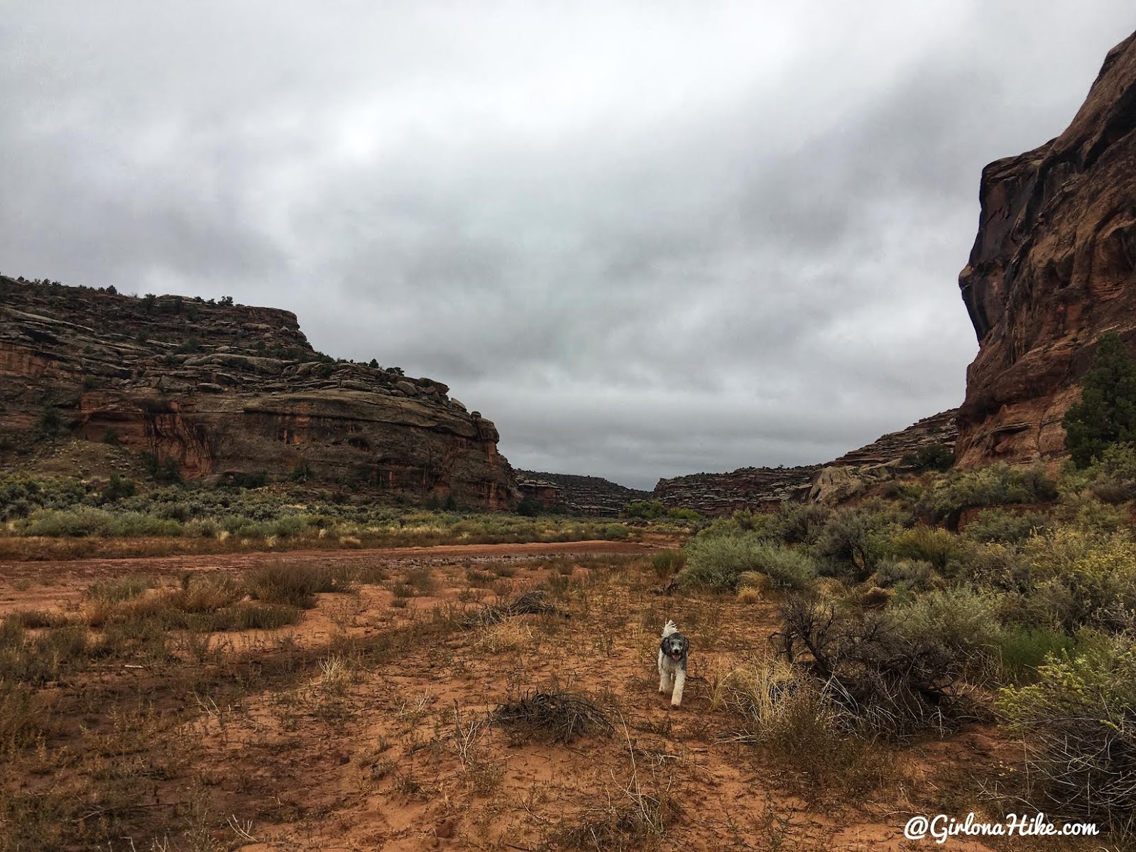 Hiking 7 Mile Canyon, Moab, Hiking Seven Mile Canyon, Moab, Hiking in Moab with Dogs