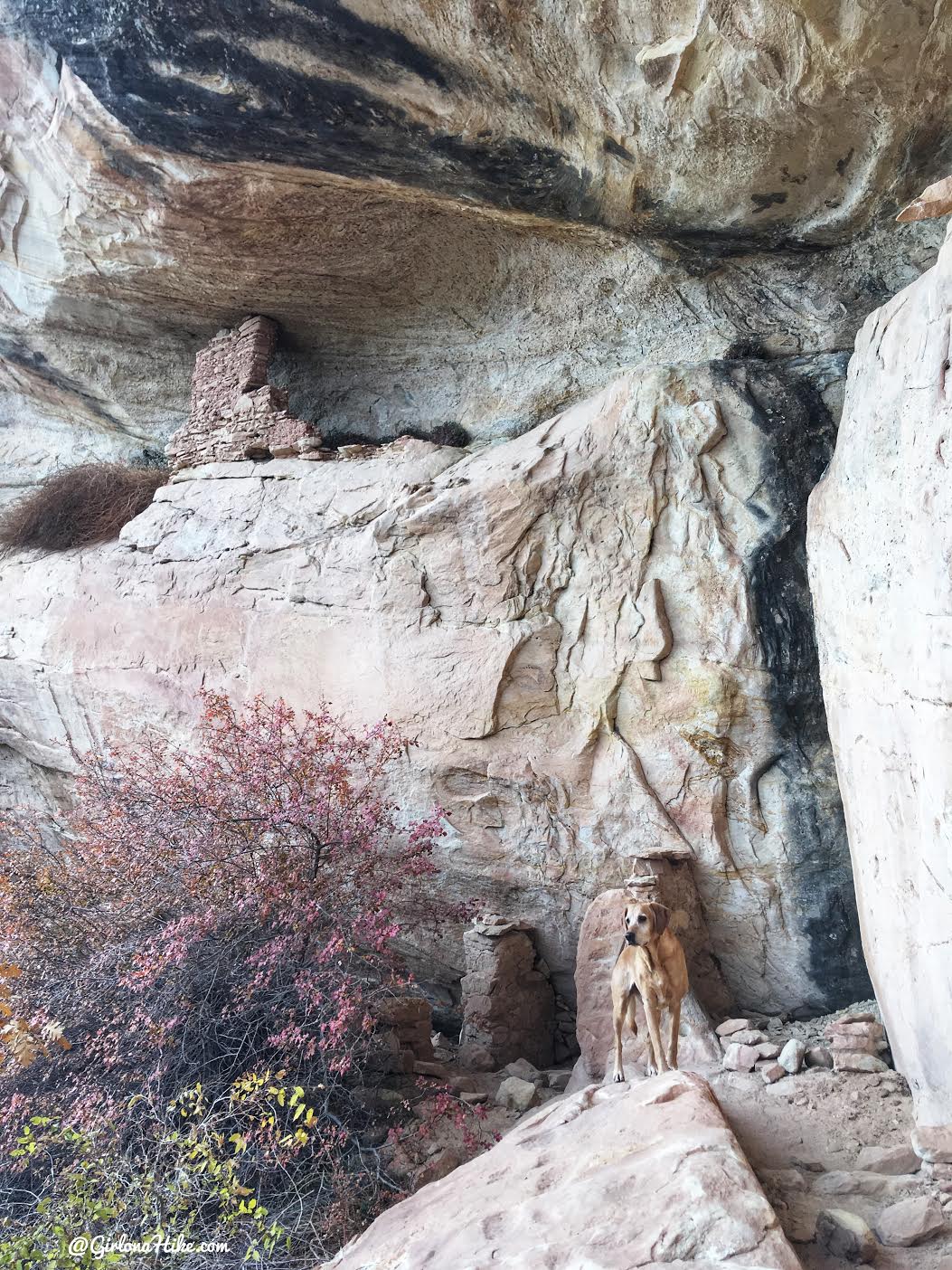 Exploring the Comb Ridge Canyons & Ruins, Cedar Mesa, Butler Wash, Split Level Ruins