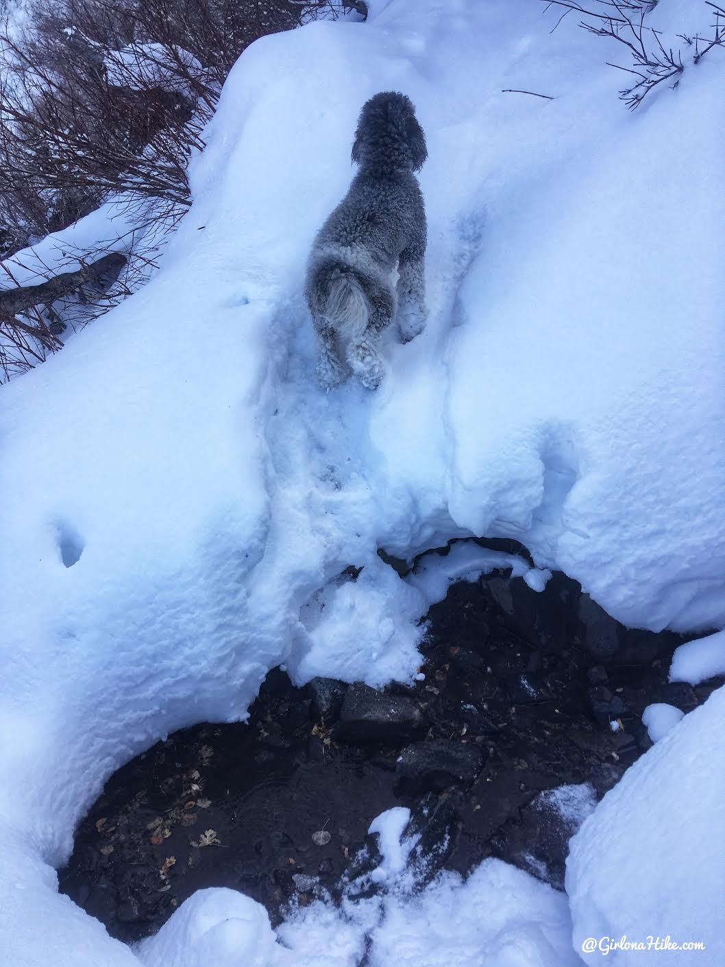 Hiking to Scout Falls - in Winter!, Riding a Fat Tire Bike for the first time