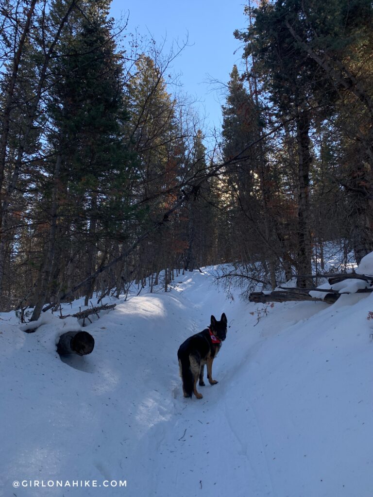 Hiking the Tibble Fork Loop Trail