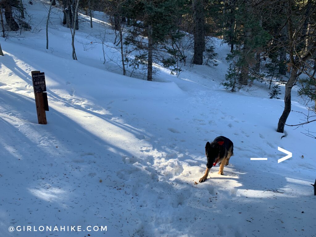 Hiking the Tibble Fork Loop Trail