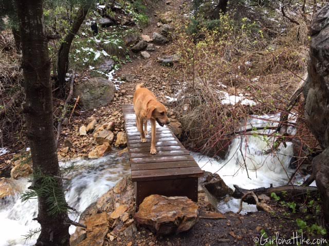 Heugh's Canyon Waterfall, Utah, Hiking in Utah with Dogs