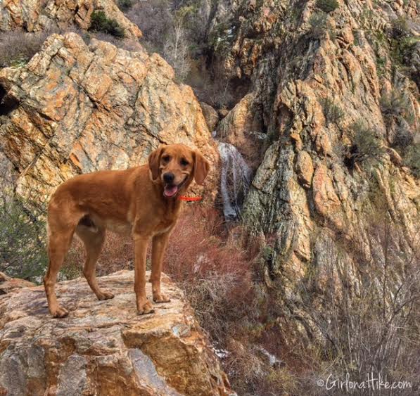 Heugh's Canyon Waterfall, Utah, Hiking in Utah with Dogs