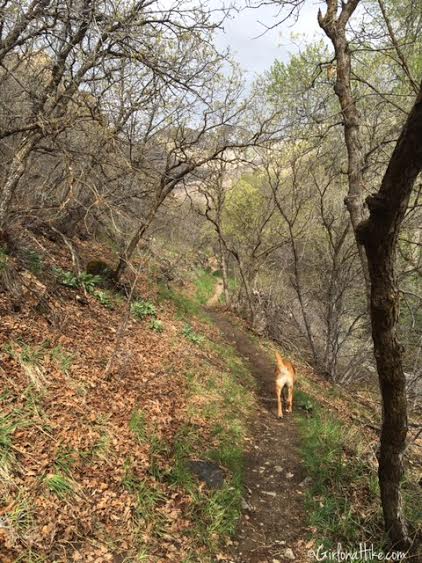 Heugh's Canyon Waterfall, Utah, Hiking in Utah with Dogs