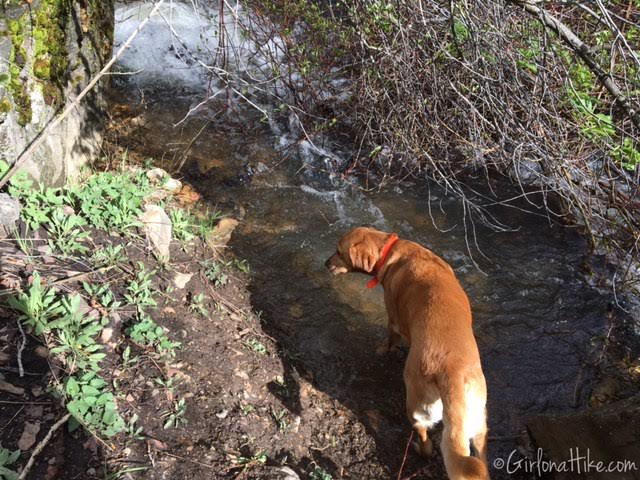 Heugh's Canyon Waterfall, Utah, Hiking in Utah with Dogs