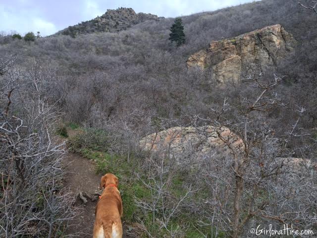 Heugh's Canyon Waterfall, Utah, Hiking in Utah with Dogs