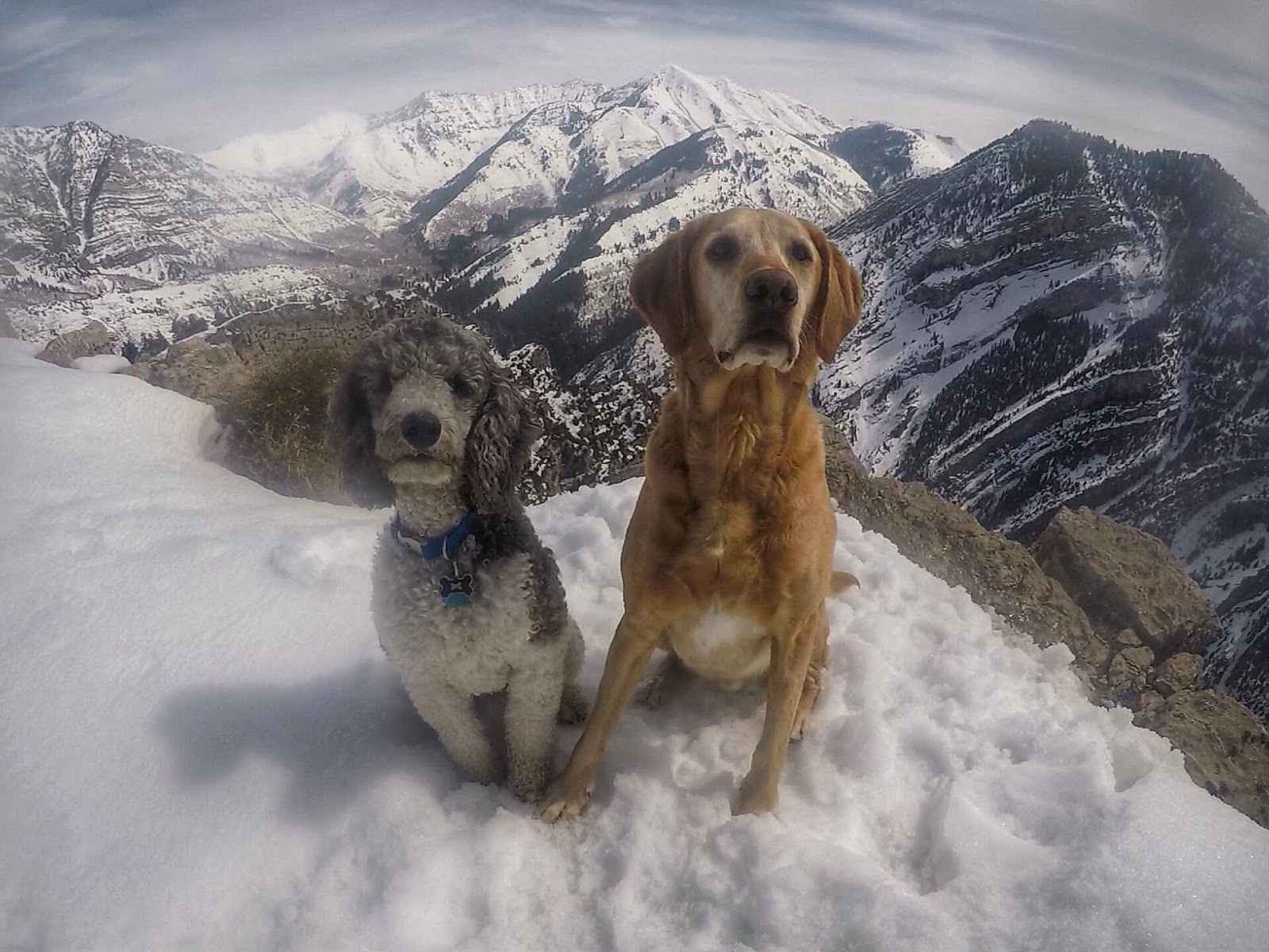 Hiking to Squaw Peak, Utah County, Hiking in Utah with Dogs