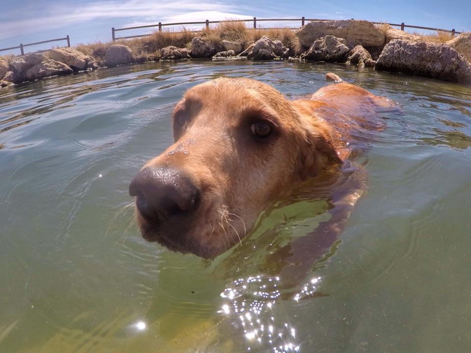 are hot springs safe for dogs