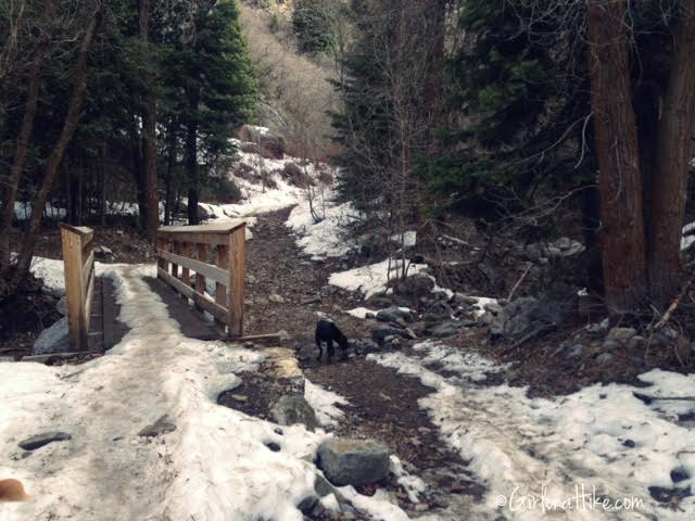 Hiking Squaw Peak, Provo, Rock Canyon Utah, Hiking in Utah with dogs